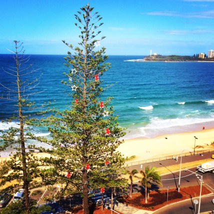 Norfolk island pine christmas tree queensland